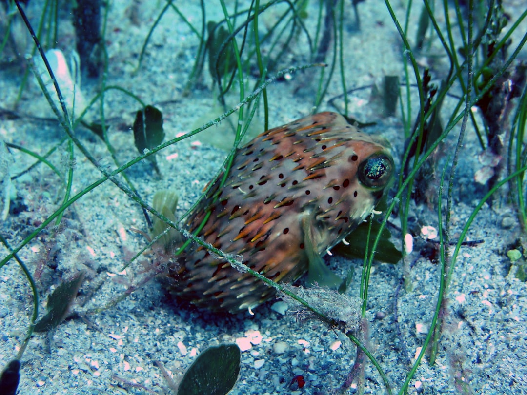 ky-quan-thien-nhien-ran-san-ho-great-barrier-reef-2517